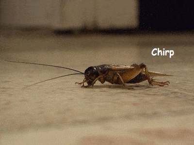 A chirping cricket, heard in the silence.
